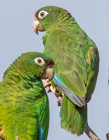 Puerto Rican Parrot (Amazona vittata)