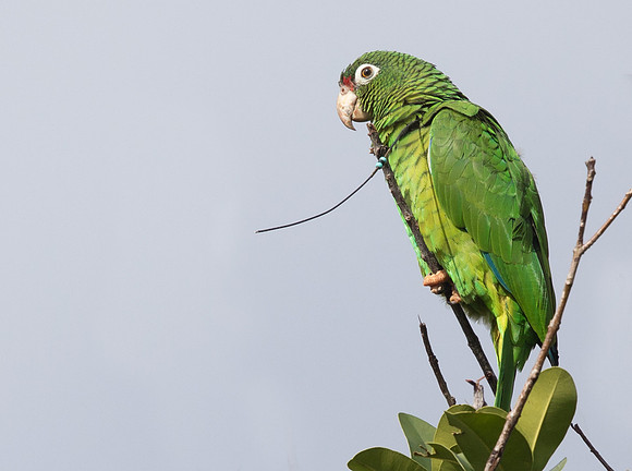 Puerto Rican Parrot (Amazona vittata)