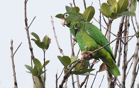 Puerto Rican Parrot (Amazona vittata)
