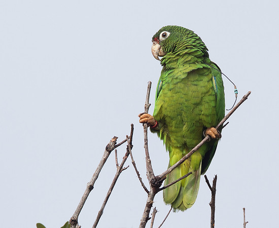 Puerto Rican Parrot (Amazona vittata)