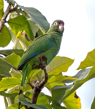 Puerto Rican Parrot (Amazona vittata)