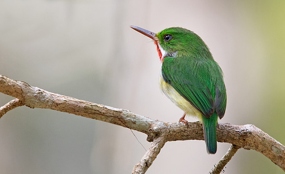 Puerto Rican Tody (Todus mexicanus)