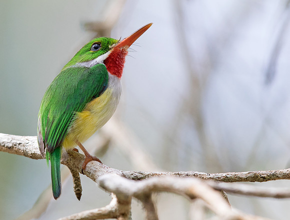Puerto Rican Tody (Todus mexicanus)