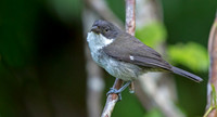 Puerto Rican tanager (Nesospingus speculiferus)