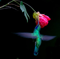 Lesser violetear (Colibri cyanotus)