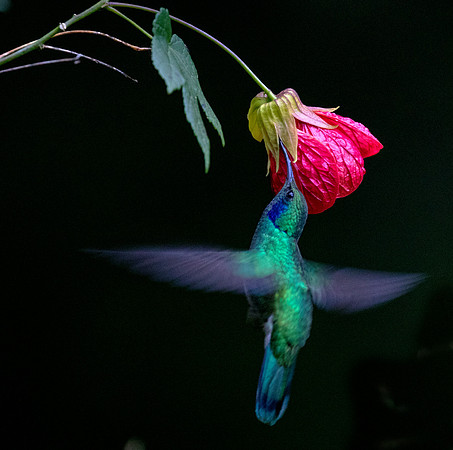 Lesser violetear (Colibri cyanotus)
