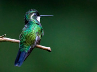 White-throated mountaingem (Lampornis castaneoventris)
