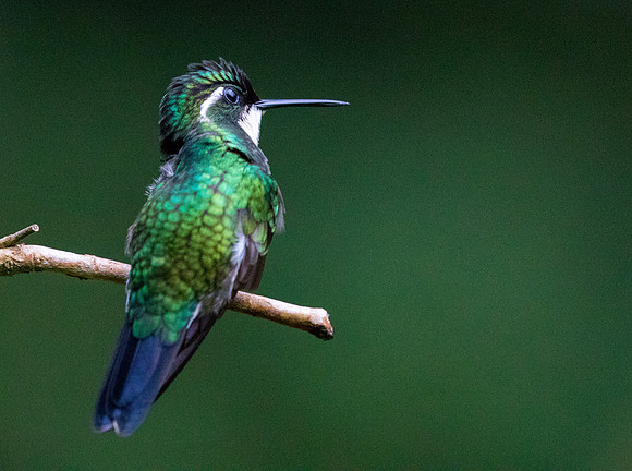 White-throated mountaingem (Lampornis castaneoventris)