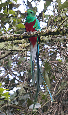 Resplendent quetzal (Pharomachrus mocinno) Male