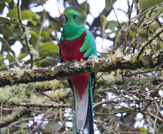 Resplendent quetzal (Pharomachrus mocinno) Male