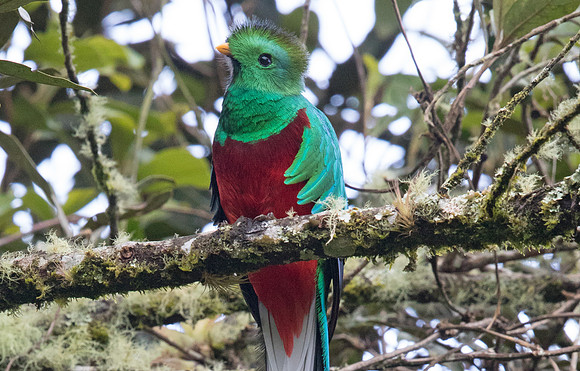 Resplendent quetzal (Pharomachrus mocinno) Male