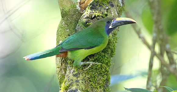 Blue-throated toucanet (Aulacorhynchus caeruleogularis)