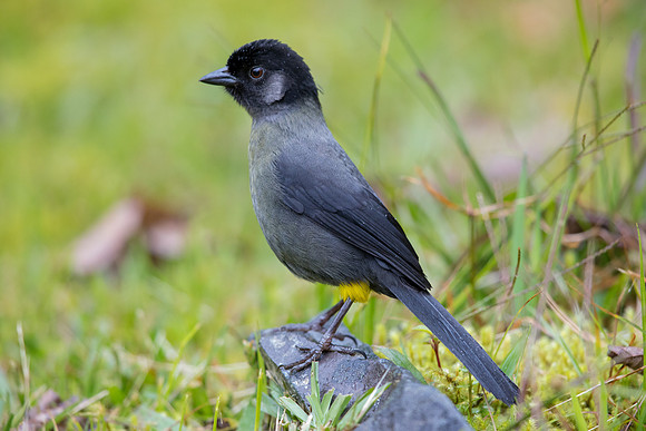 Yellow-thighed finch (Pselliophorus tibialis)