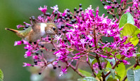 Scintillant hummingbird (Selasphorus scintilla)