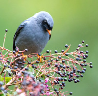 Black-faced solitaire (Myadestes melanops)