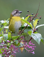 Common Bush-tanager (Chlorospingus flavopectus punctulatus)