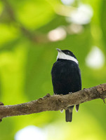 White-ruffed manakin (Corapipo altera)