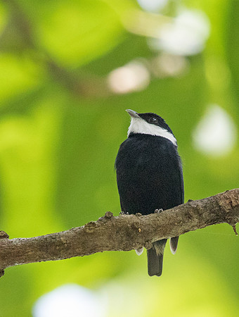 White-ruffed manakin (Corapipo altera)