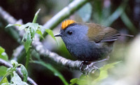 Wrenthrush (Zeledonia coronata)