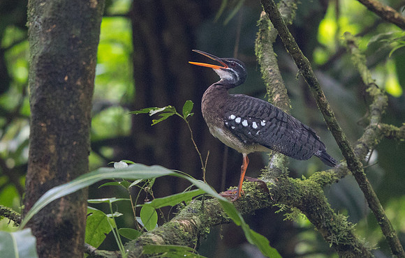 Sunbittern (Eurypyga helias)