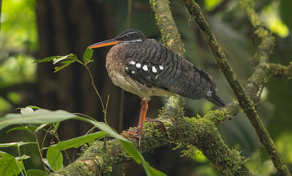 Sunbittern (Eurypyga helias)