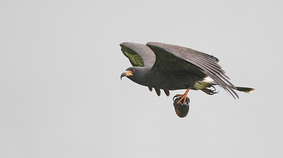 Snail kite (Rostrhamus sociabilis)