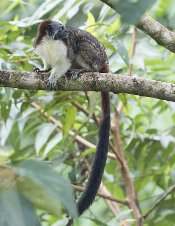 Geoffroy's tamarin (Saguinus geoffroyi)