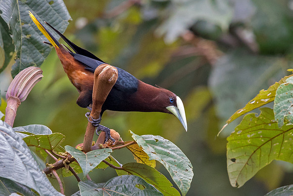 Chestnut-headed oropendola (Psarocolius wagleri)