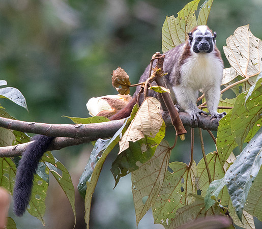 Geoffroy's tamarin (Saguinus geoffroyi)