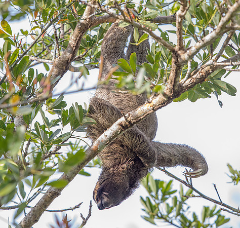 Brown-throated sloth (Bradypus variegatus)