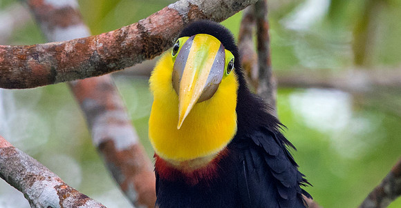 Chestnut-mandibled toucan (Ramphastos ambiguus insonii)