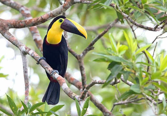 Chestnut-mandibled toucan (Ramphastos ambiguus insonii)