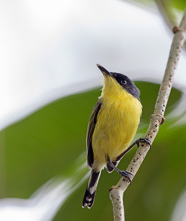 Common tody-flycatcher (Todirostrum cinereum)