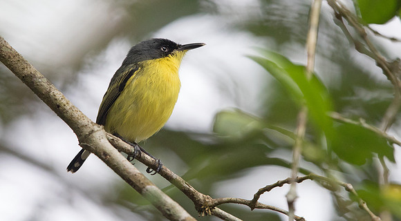 Common tody-flycatcher (Todirostrum cinereum)