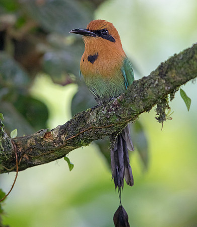 Rufous motmot (Baryphthengus martii)