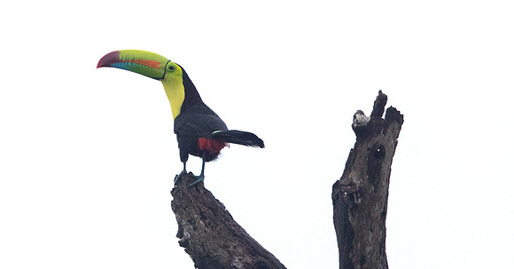 Keel-billed toucan (Ramphastos sulfuratus)