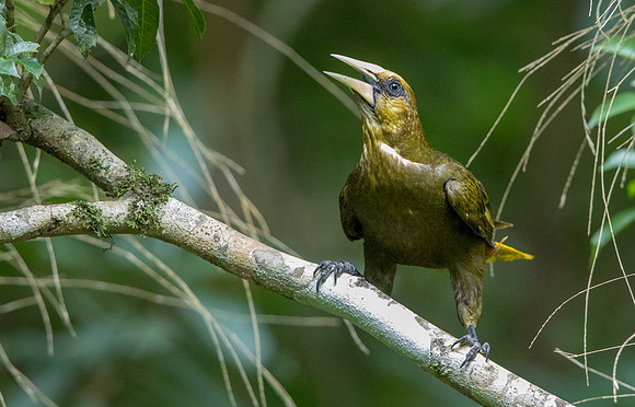 Russet-backed oropendola (Psarocolius angustifrons)