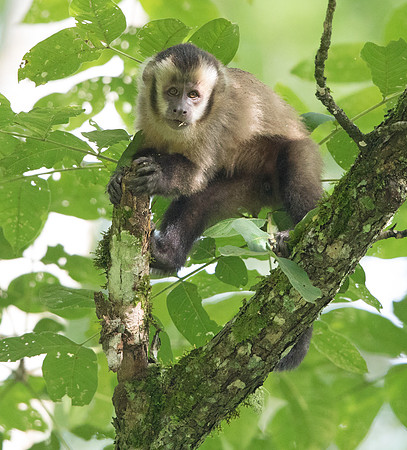Capuchin monkey (genus Cebus)