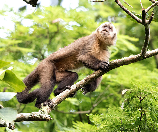 Capuchin monkey (genus Cebus)