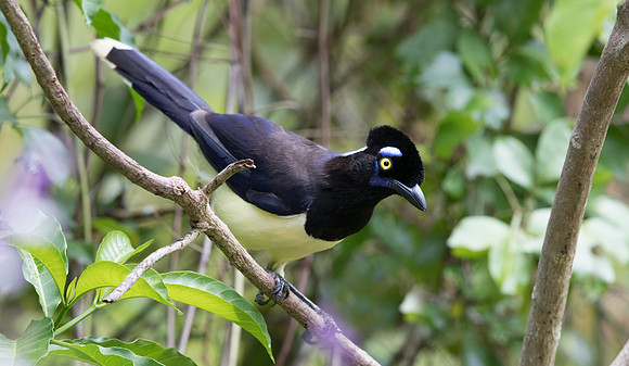 Plush-crested Jay (Cyanocorax chrysops)