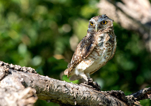 Bolivian burrowing owl (Bolivian altiplano A. c. apurensis)