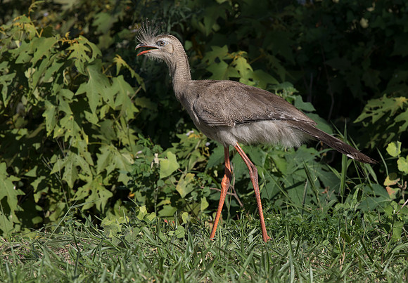 Red-legged Seriema (Cariama cristata)