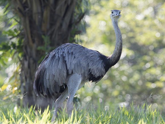 Greater Rhea (Rhea americana)
