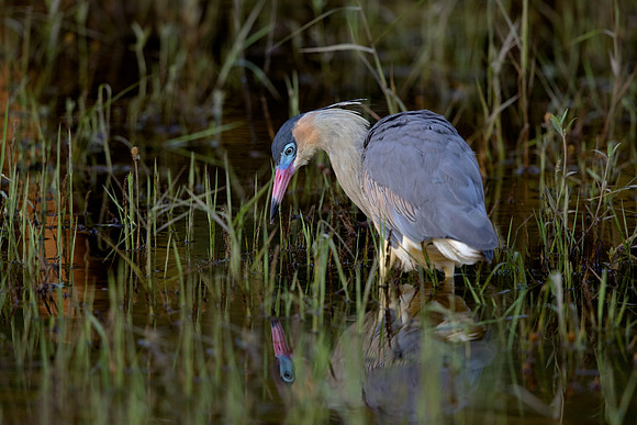 Whistling heron (Syrigma sibilatrix)