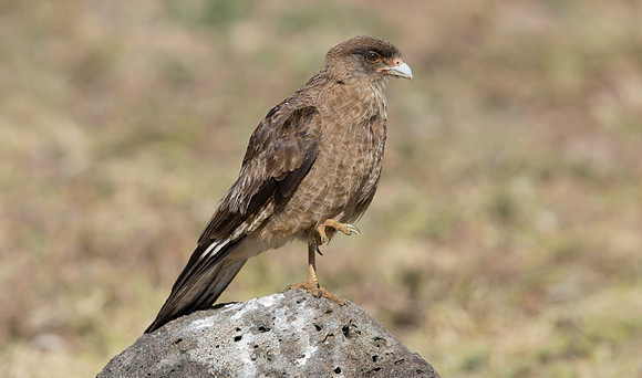 Chimango Caracara (Milvago chimango)