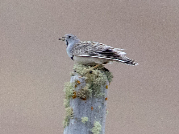 Least Seedsnipe (Thinocorus rumicivorus)