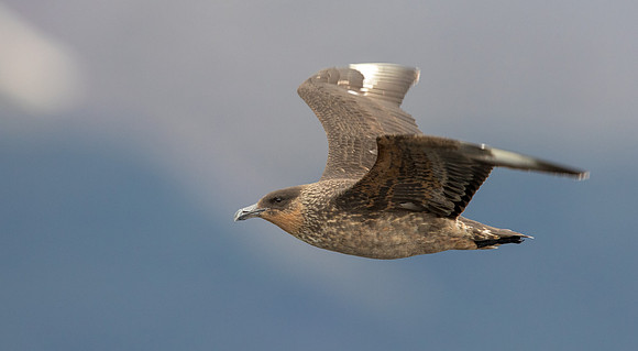 Skua?