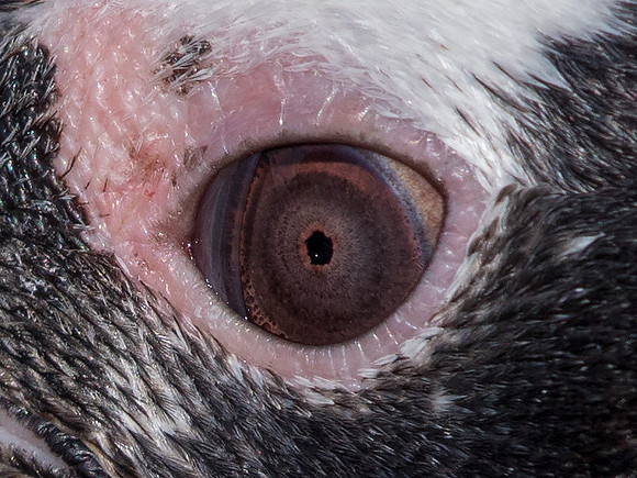 Magellanic penguin (Spheniscus magellanicus)