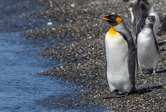 King penguin (Aptenodytes patagonicus)