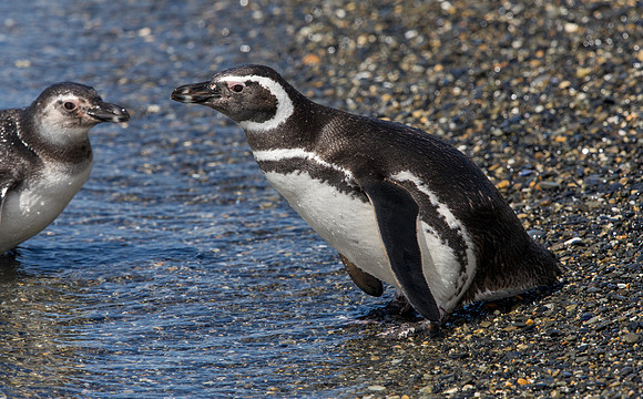 Magellanic penguin (Spheniscus magellanicus)